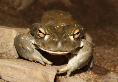 жаба стоит перед темным фоном, покажи мне фото жабы фон картинки и Фото для  бесплатной загрузки