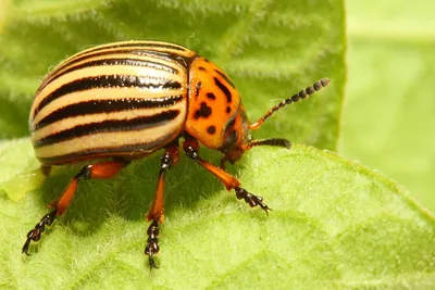 Почему жука назвали жуком, и в каком языке появилось это слово?