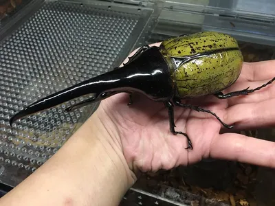 Самка жука-оленя | Пикабу