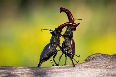 2 жука в бою на земле, кавказский жук против жука гохонзу, Hd фотография  фото, насекомое фон картинки и Фото для бесплатной загрузки