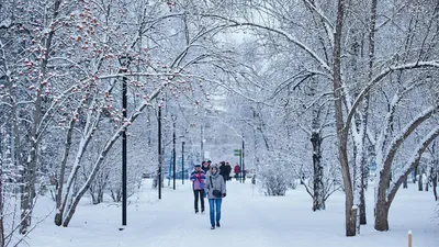 Холодная зима снег зимний лес снег фон, Холодный, Зимний день, сугроб фон  картинки и Фото для бесплатной загрузки