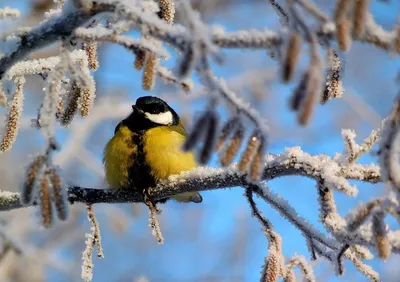 Фотография Красота зимней природы №263969 - «Зимняя сказка» (04.12.2021 -  15:04)