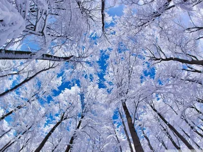 Пазл красота зимней природы - разгадать онлайн из раздела \"Пейзажи\"  бесплатно