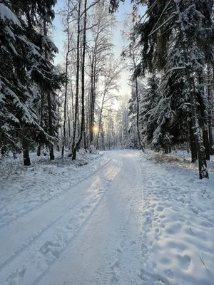 Зимняя природа Стоковые фотографии, картинки, все без лицензионных  отчислений - Envato Elements