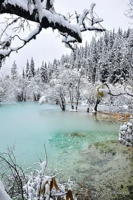 Зима Снег Природа - Бесплатное фото на Pixabay - Pixabay