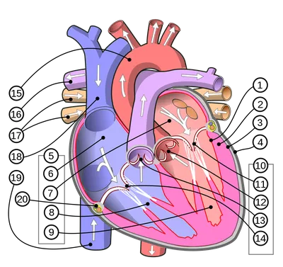Термоаппликация Likee №6-2 (сердце с лого) маленькие 4,5*5,5см, шт