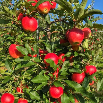 11 Best Apple Picking Places Near DC