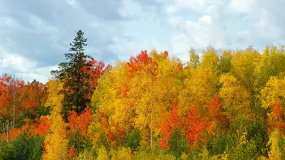 Фон рабочего стола где видно 2560х1440 разноцветные деревья осенью, голубое  небо