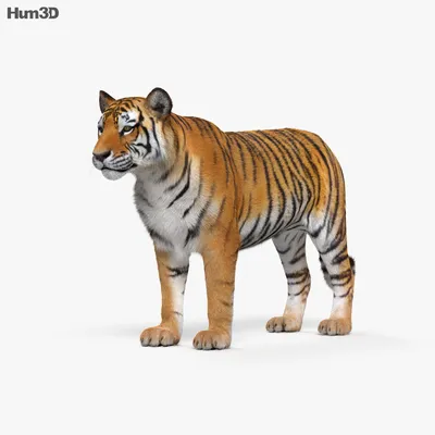 С анимацией Тигр 3D модель - Скачать Животные на 3DModels.org