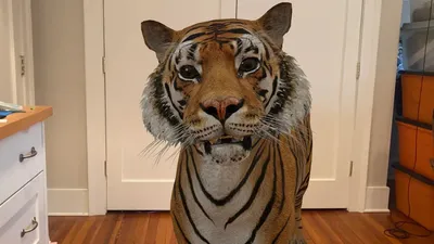 3D модели животных в Google: полный список | VRDigest