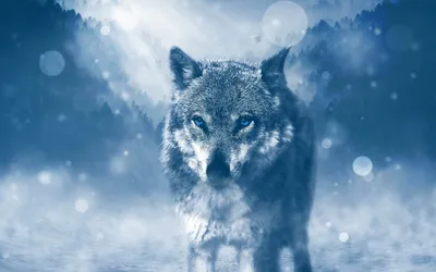 Wild Snow Wolf 4K Wallpaper • GamePhD