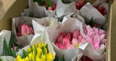Тюльпаны в Тюмени к 8 марта