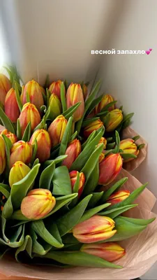 Принимаем заказы к 8 марта! Самые красивые Тюльпаны у Нас!💐 Доставка точно  по вашему времени и месту! 🚚 Есть вопросы,задавай,не стесняйся!… |  Instagram