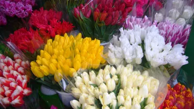 Купить свежие цветы в интернет-магазине flowersmagic.by - выгодные цены и  круглосуточная доставка - Подарить тюльпаны на 8 марта