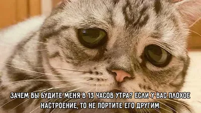 Субботние мемы с котиками | 1InCrew BLOG | Дзен