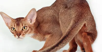 Абиссинская кошка - Питомник абиссинских кошек MIRROROFSOUL