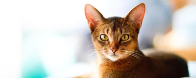 Серебряные абиссинцы | Абиссинская кошка, Кошки, Дикие