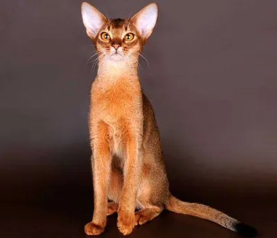 Продажа котенка абиссинской кошки в Санкт-Петербурге возрастом 1.5 месяца  за 55000 руб. - Питомники кошек