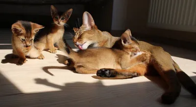 Кошка абиссинской породы | Абиссинская кошка, Кошки