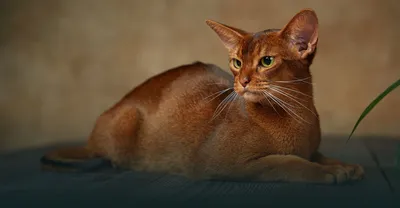 Реалистичная фотография абиссинской кошки | Премиум Фото