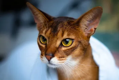 Чем опасны кошки и какие из них самые агрессивные? - Hi-News.ru