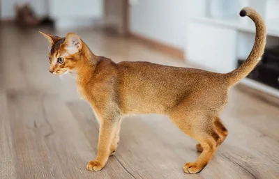Абиссинская кошка: характер, условия содержания и не только - Лайфхакер