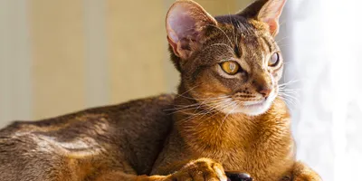 Абиссинская кошка | Кошка и кошки вики | Fandom