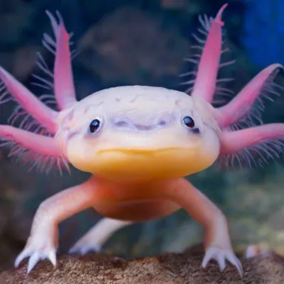Аксолотль 🦎 (Axolotl, Ambystoma mexicanum): содержание, виды ,  совместимость, размножение, фото-видео обзор - AQA.wiki