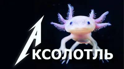 Раскрыта загадка уникальной регенерации аксолотлей - Газета.Ru | Новости