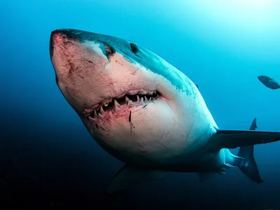 Поведение акул и профилактика нападений акул на человека | Группа RuDIVE