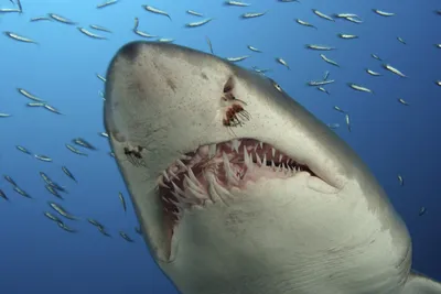 Где самые частые нападения акул