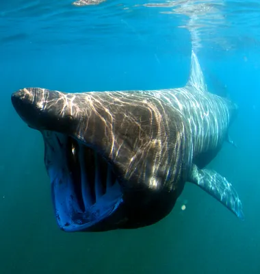 Есть ли агрессивные акулы у берегов Турции? (Milliyet, Турция) |  18.06.2023, ИноСМИ