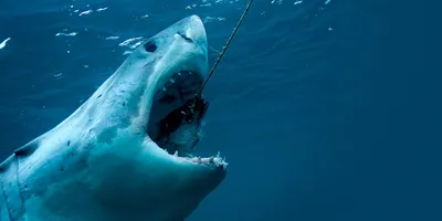 Как выжить при нападении акулы