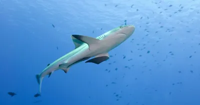 Новый вид акулы – в Австралии обнаружена акула с зубами как у человека |  OBOZ.UA