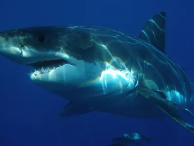 Врешь, не откусишь: Топ-8 лучших мест для наблюдения акул… из клетки -  Turist