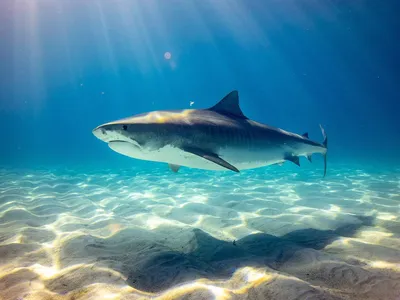Стали ли акулы агрессивнее к человеку? Ответ эксперта может вас удивить |  РБК Life