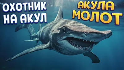 История акул - от первых представителей до большой белой