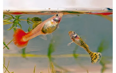 Неоны — аквариумные рыбки, которые светятся неоновым светом | Братья  меньшие и сёстры | Дзен