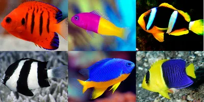 Аквариумные золотые рыбки | Евпаторийский аквариум