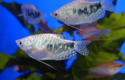 Какие рыбки могут жить без фильтра и кислорода - Зоомагазин MasterZoo