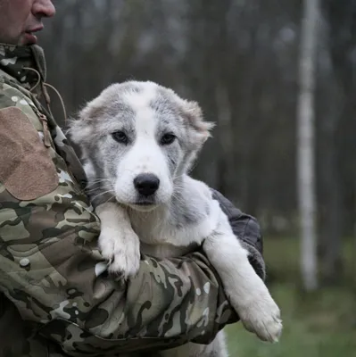 СРЕДНЕАЗИАТСКАЯ ОВЧАРКА (АЛАБАЙ). Плюсы и минусы азиата CENTRAL ASIAN  SHEPHERD DOG (ALABAY) - YouTube