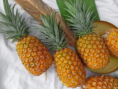 Ананас - купить ананас в горшке, заказать комнатное растение ананас в  интернет магазине цветов и растений Флорен