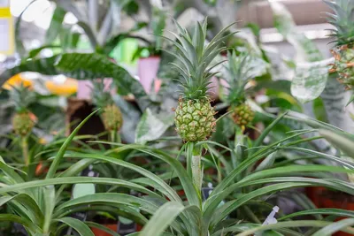 Как вырастить ананас в домашних условиях: практические советы | myDecor