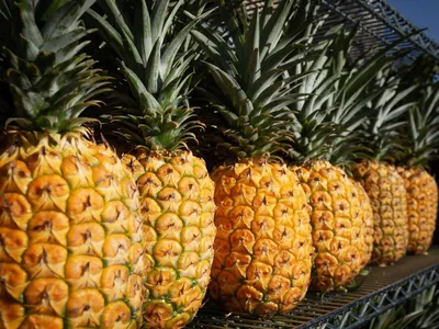 Половинки свежего ананаса на белом фоне :: Стоковая фотография ::  Pixel-Shot Studio