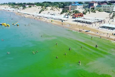 Водоросли в море: почему берега в Анапе стали зелеными уже в июне - KP.RU