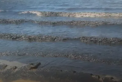 Когда из моря у берегов Анапы исчезнут водоросли и тина | Краснодарский  край | ФедералПресс