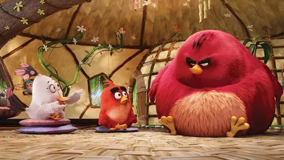 Terence | Angry Birds