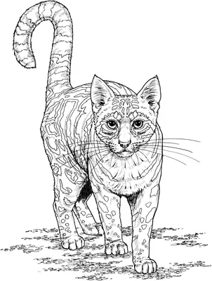 Кошка принцесса - Животные - Раскраски антистресс | Раскраска мандала,  Раскраски с животными, Раскраски