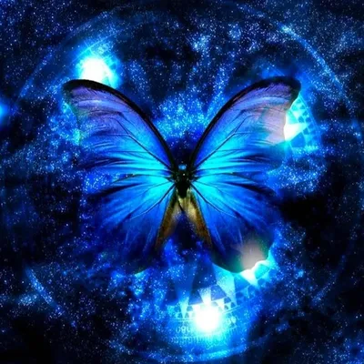 картинки : Бабочка, Голубая бабочка-бабочка, группа бабочек, много,  красивая, blue tiger, Щёточная бабочка, семья бабочек, Синий, насекомое,  Тигр, Яркий, Красочный, сад, Дикий, Естественный, крыло, Зеленый, летать,  Дикая природа, на открытом воздухе ...