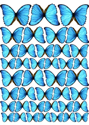 бабочки голубые #бабочкитагуи #buterfly #бабочкиголубые | Бумажные бабочки,  Шаблоны открыток, Бесплатные трафареты